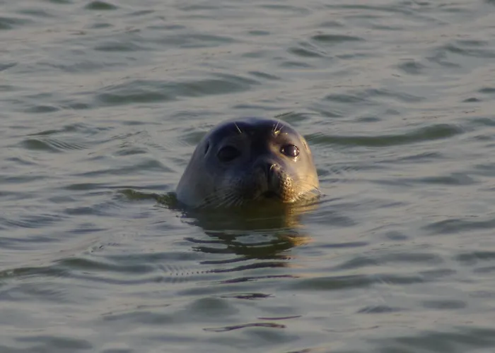 Nyaraló Superbe Maison En Baie Du Mont St Michel *